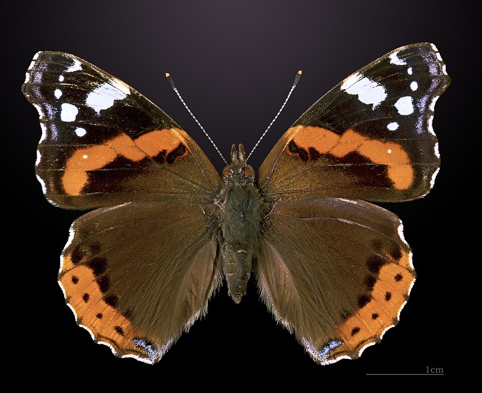 Vulcain (Vanessa atalanta)