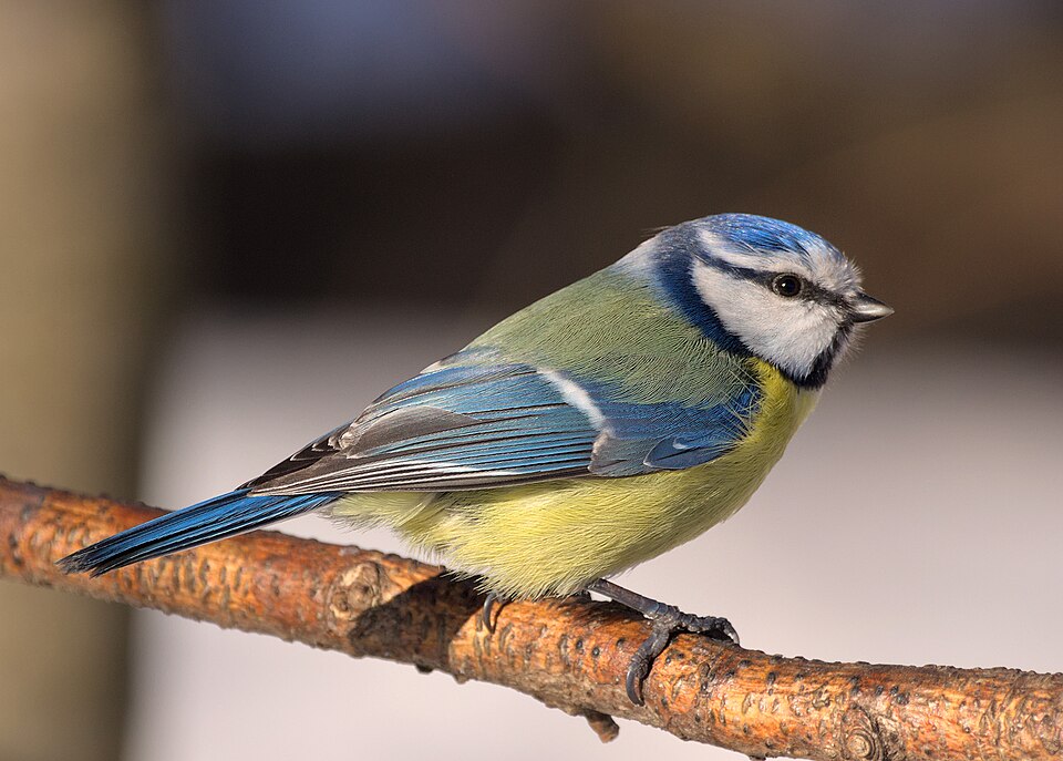 Mésange bleue (Cyanistes caeruleus)