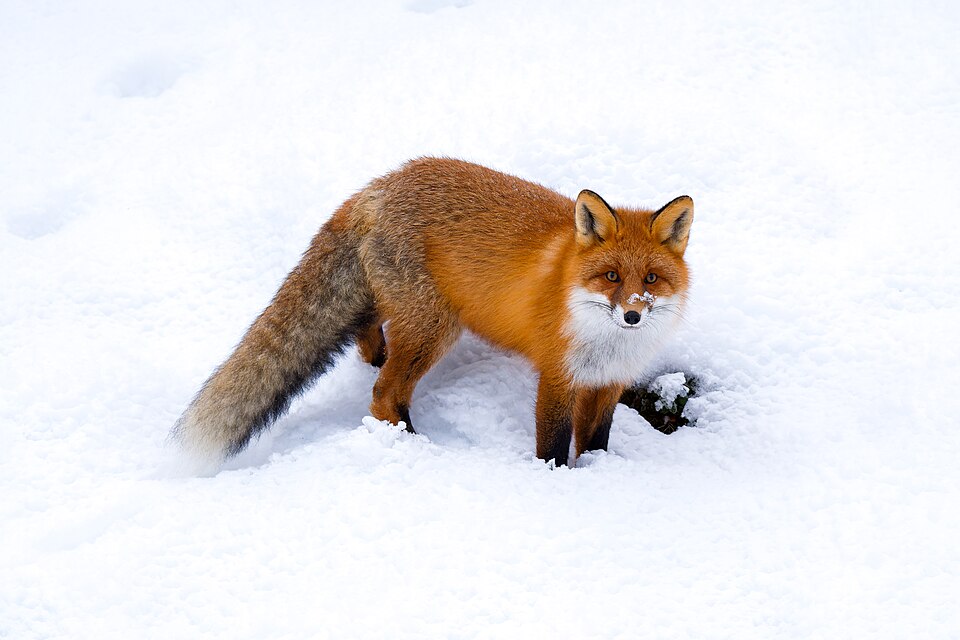 Renard roux (Vulpes vulpes)