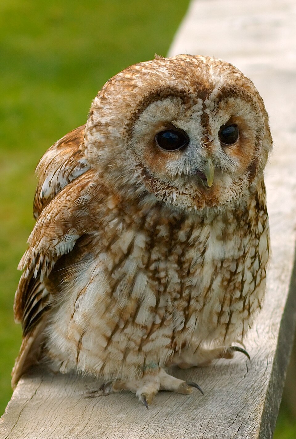 Chouette hulotte (Strix aluco)